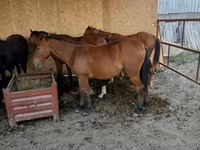 Horse (M), Horses — photo 1