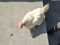 Chickens — fotografija 4
