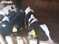 Býk, Russian Black pied cattle — foto 1