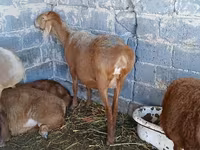 قوچ, گوسفند — عکس 1