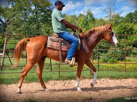 اسب نر, American paint horse — عکس 5