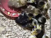Ducks — fotografija 1