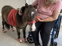 Cavallo, Miniature horse — foto 5