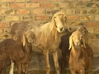 میش, Arashan sheep — عکس 4