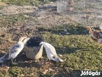 Ducks — Foto 5