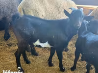 แพะตัวผู้, Dutch Landrace goats — รูปภาพ 6