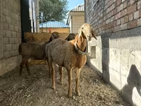 Schaf, Arashan sheep — Foto 4