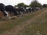 Toro, Ganado vacuno — foto 1
