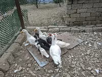 Ducks — Foto 5