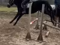 Kůň, Hungarian horse breed — foto 2