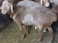 Bélier, Arashan sheep — photo 3