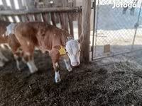 Býk, Simmental cattle — foto 1