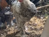 ไก่เดนมาร์ก — รูปภาพ 1