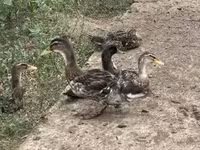 Ducks — Foto 2