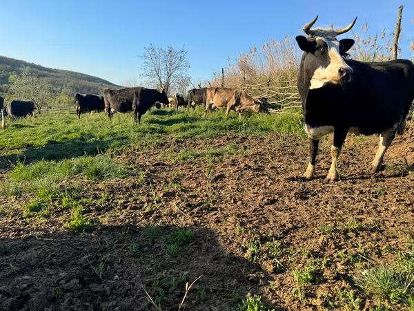 Krava, Russian Black pied cattle