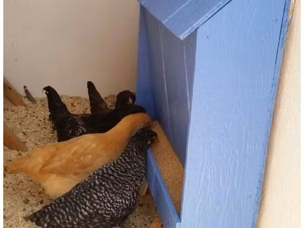 Chickens — Kyrgyzstan