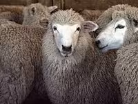 Sheep, Sheep — photo 2