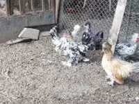 Chickens — 8 зураг