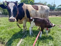 Vacă, Simmental cattle — foto 7