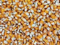 Кукуруза 🌽 курук таза. буудай таза курук адрес кара балта толка — عکس 1