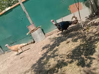 Geese — fotografija 3