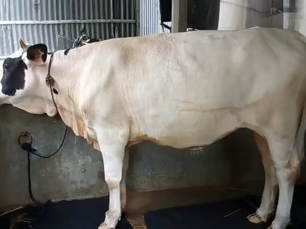 Cow, Holstein breed — Bangladesh