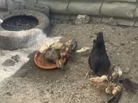 Chickens — عکس 6