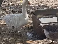 Geese — fotografija 4
