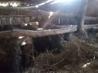 Lembu jantan, Cattle — foto 4