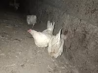 Leghorn — Foto 4