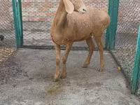 Pecora, Arashan sheep — foto 3