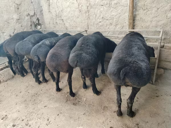 ভেড়ার পাঁঠা, ভেড়া — উজবেকিস্তান