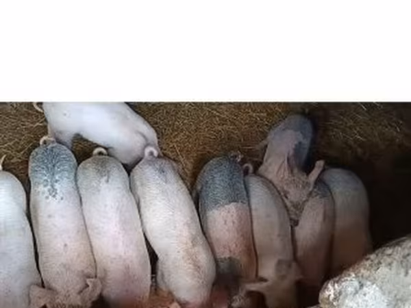 แม่สุกร, Крупная белая