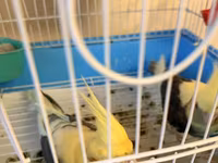 Nymph (cockatiel) cütlüyü və qəfəs komplekti - Növ: Nymph paraket — รูปภาพ 3