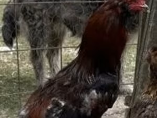 Chickens