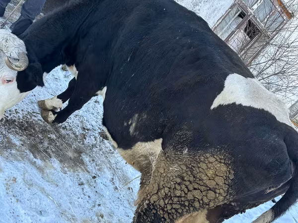 Lo’, Cattle