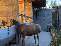 Widder, Arashan sheep — Foto 2