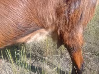 Koza, Alpine goat — zdjęcie 2