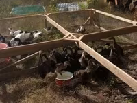 Alman Pekin — foto 4