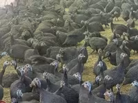 Guinea fowl — sawirka 5