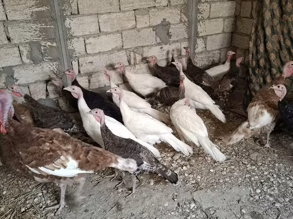 أبيض عريض الصدر