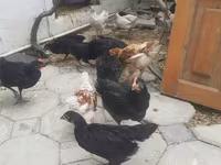 Chickens — الصورة 2