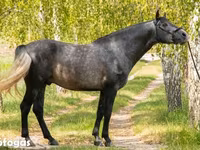 Kuda jantan, Andalusian horse — foto 1