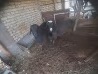 بز نر, بز — عکس 1