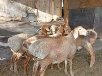 Vædder, Rhon sheep — foto 2