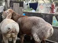 Koyun, Arashan sheep — foto 7