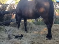 母马, Horses — 照片 7