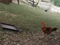 Chickens — 2 зураг