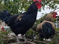 Brahma — foto 3