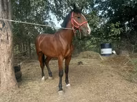 Kuda jantan, Horses — foto 3